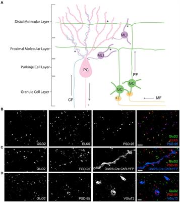 Mapping proteomic composition of excitatory postsynaptic sites in the cerebellar cortex